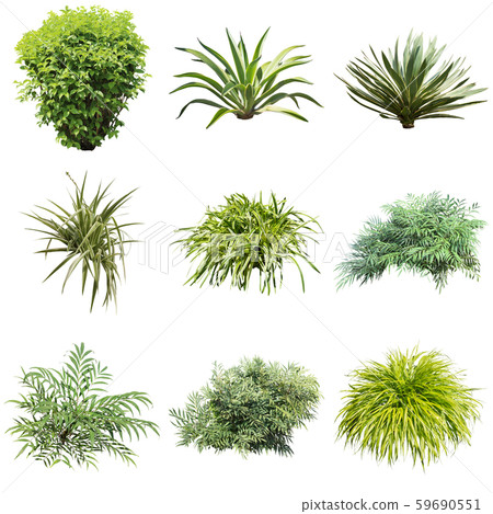 彩葉花園組種植 59690551