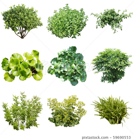 彩葉園林植物材料 59690553