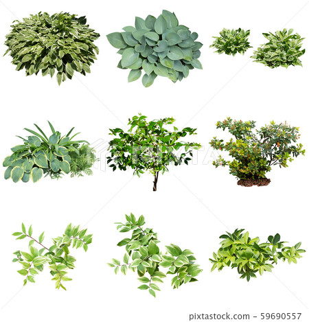 Color leaf garden plant material 59690557