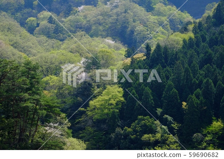 山谷的新鮮綠色 山谷的新鮮綠色 59690682