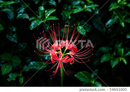 Flower bowl Flower bowl 59691005