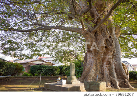 The great Tsurumaki Zelkova The great Tsurumaki Zelkova 59691207