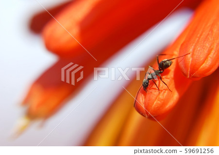 Black ant and tritoma flower 59691256