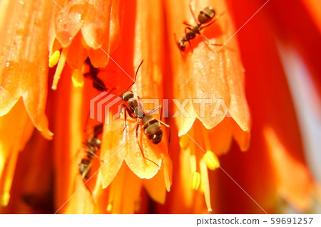 Multiple black ants and tritoma flowers 59691257