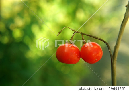 Red fruit of flower eggplant 59691261