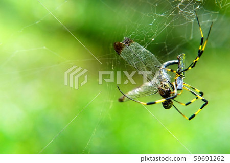 A spider hunts a dragonfly A spider hunts a dragonfly 59691262