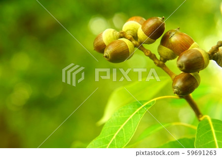 許多白色的橡子生長 許多白色的橡子生長 59691263