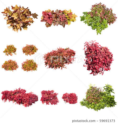 彩葉Otafkunanten植物材料 59691373