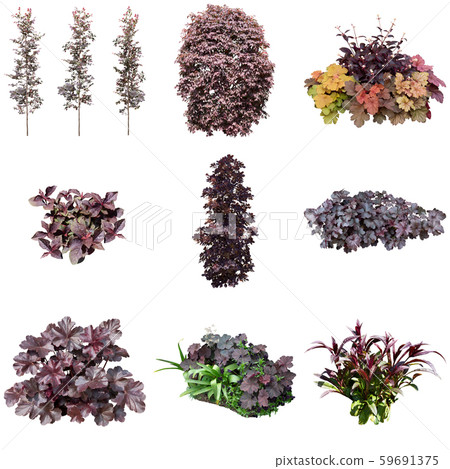 紫葉紫植物素材 59691375