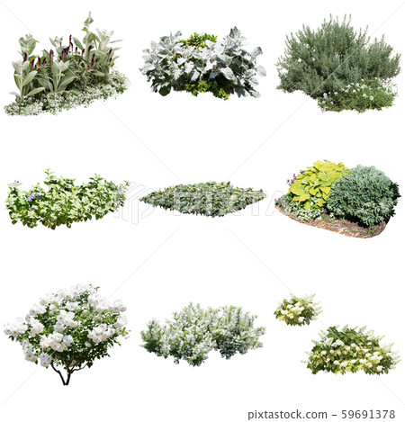 Silver leaf plant material 59691378