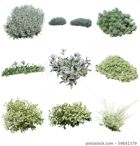 銀葉植物材料 59691379