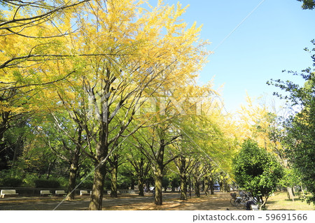 銀杏樹排和藍藍的天空 59691566