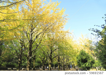 銀杏樹排和藍藍的天空 銀杏樹排和藍藍的天空 59691567