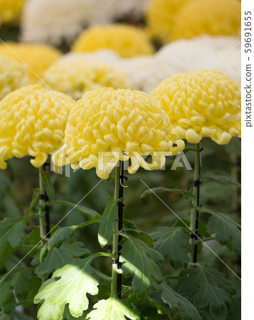Chrysanthemum   59691655