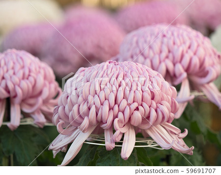 Chrysanthemum   59691707