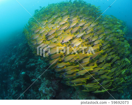 A group of fish A group of fish 59692073