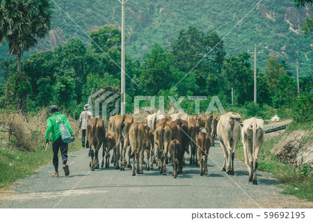 Group of cow are walking on the road 59692195
