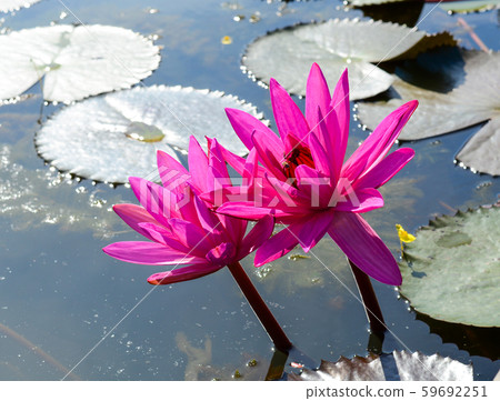 Waterlily flowers on the lake in Mekong Delta 59692251
