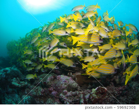 A group of fish 59692308