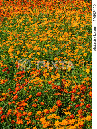 Flower field in Mekong Delta, Vietnam Flower field in Mekong Delta, Vietnam 59692400