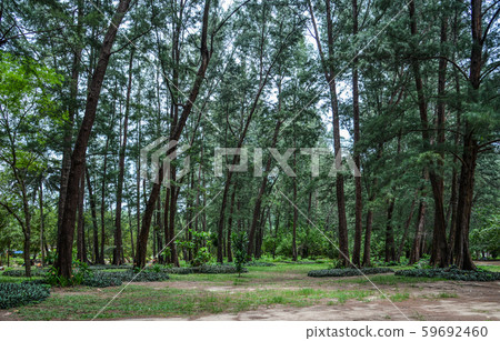 Oak trees (Casuarina equisetifolia) 59692460