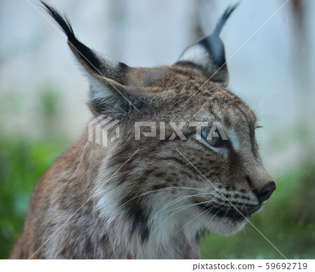 Portrait of an Eurasian Lynx in the zoo 59692719