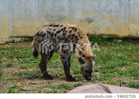 Spotted hyena (Crocuta crocuta) Spotted hyena (Crocuta crocuta) 59692726