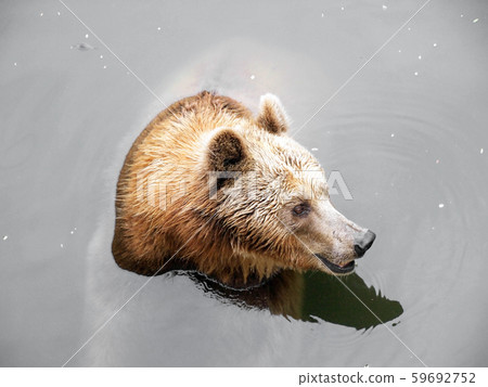 Brown Bear Brown Bear 59692752