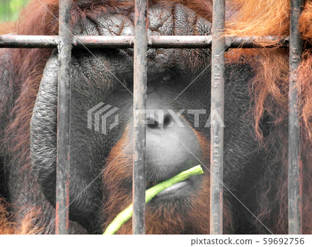 Monkey in a cage Monkey in a cage 59692756