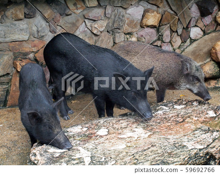 Caged wild hogs Caged wild hogs 59692766