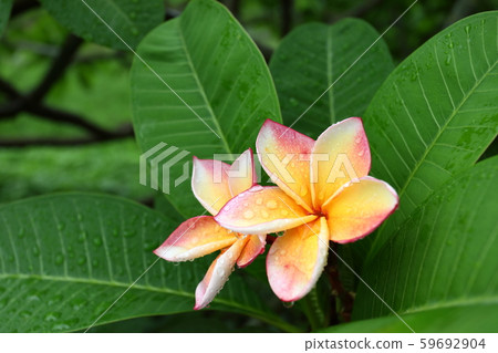 beautiful frangipani perfume flower with water rain drop on petal in rainy morning day 59692904