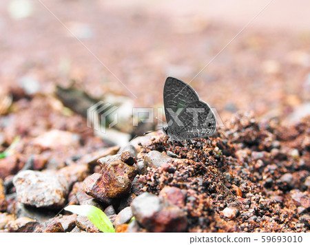 Brown butterfly on rock 59693010