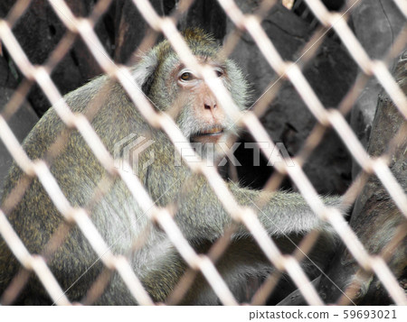 Monkey in a cage 59693021