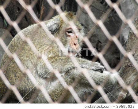 Monkey in a cage 59693022