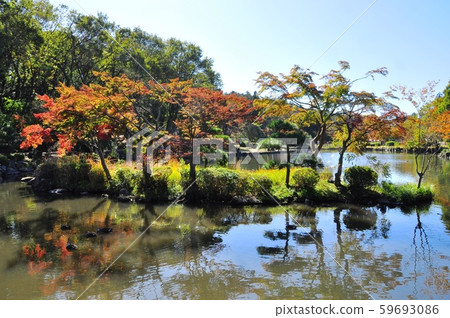 Oike and colored leaves of Yokohama City Children's Nature Park 59693086