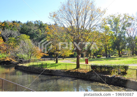 Nakaike and autumn leaves of Yokohama Children's Nature Park Nakaike and autumn leaves of Yokohama Children's Nature Park 59693087