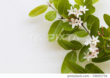 white flowers jasmine local flora of asia arrangement flat lay postcard style white flowers jasmine local flora of asia arrangement flat lay postcard style 59693736