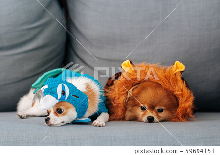 are german spitz puppies lazy