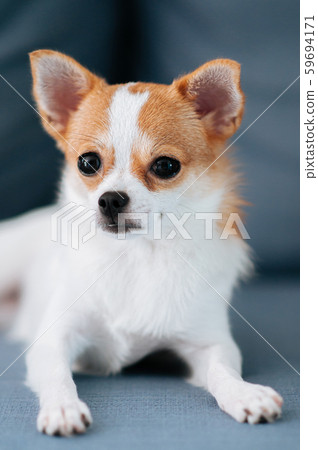 Cute puppy dog sit on sofa couch with curious face Cute puppy dog sit on sofa couch with curious face 59694171