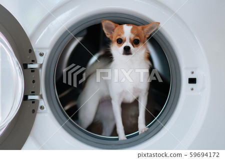 Cute puppy dog in washing machine with curious face Cute puppy dog in washing machine with curious face 59694172