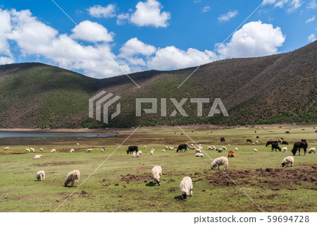 Napa Lake Grassland at Shangri-La Yunnan 59694728