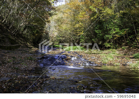 Autumn leaves 59695048