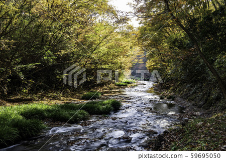 Autumn leaves 59695050