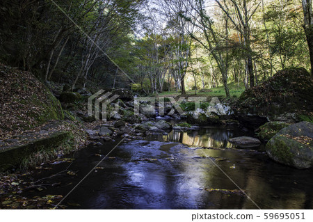 秋天的樹葉 59695051