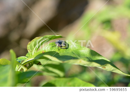 Sweet chili, Aokusakamemushi larvae on the leaves of Manganji, about 4 years old, insect image material, field, home garden Sweet chili, Aokusakamemushi larvae on the leaves of Manganji, about 4 years old, insect image material, field, home garden 59695655