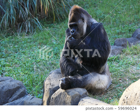 西部低地大猩猩Sa 59696024