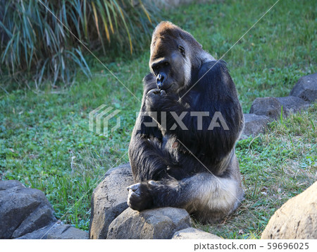 西部低地大猩猩Sa 59696025
