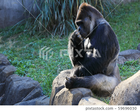 Nishi Roland大猩猩 59696030