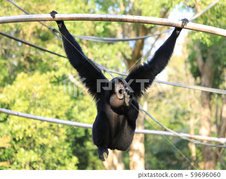 漂浮的長臂猿喉袋充氣 59696060