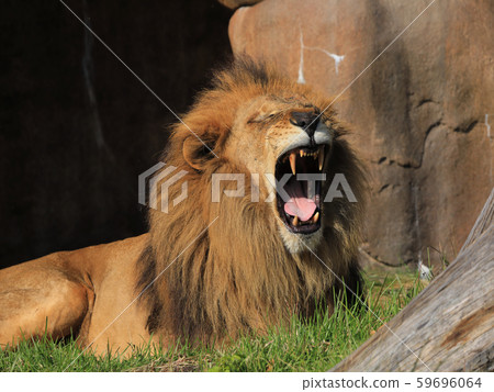 Lion Yawn Lion Yawn 59696064